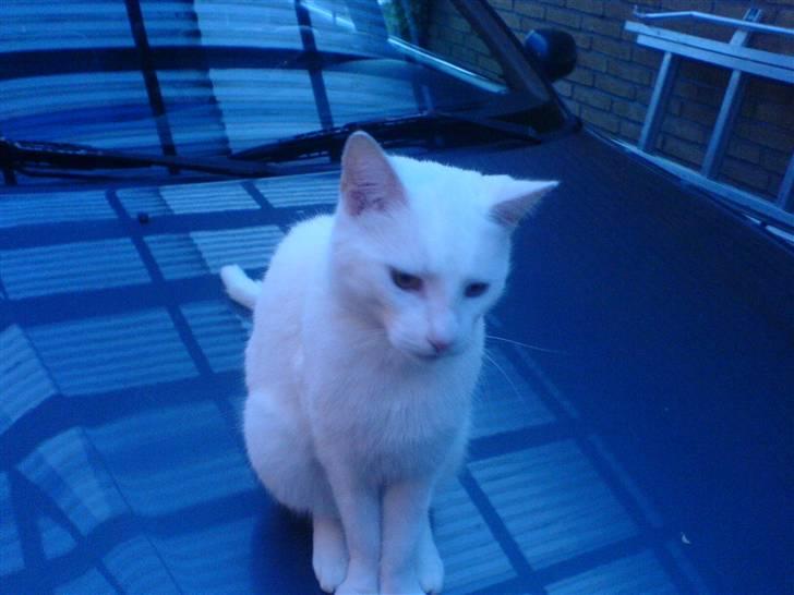 Blanding af racer Amanda <3 - på fars bil<3 :D billede 2