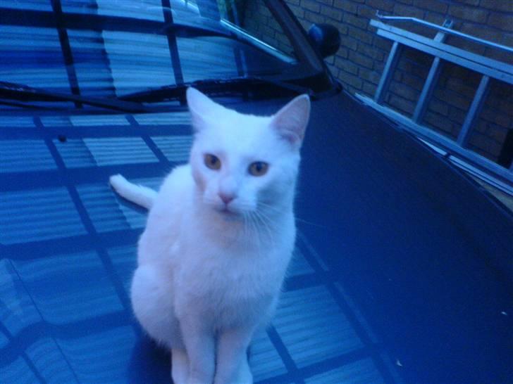 Blanding af racer Amanda <3 - smukke kat :D billede 3