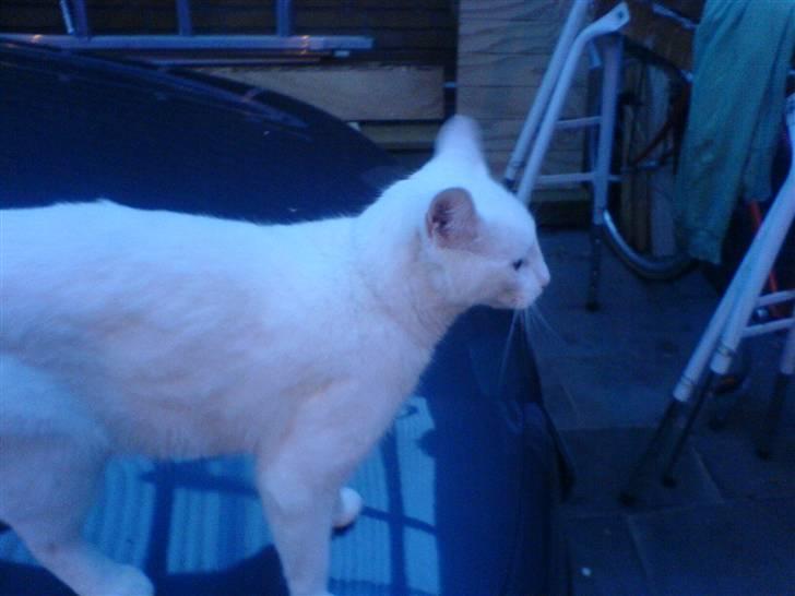 Blanding af racer Amanda <3 - fotomodel? xD billede 4