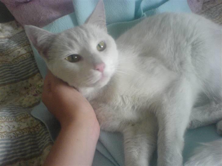 Blanding af racer Amanda <3 - lige kommet hjem efter hun var blevet lukket inde på et loft :S billede 5