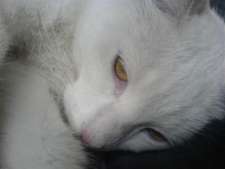 Blanding af racer Amanda <3 - min mis er træt<3 billede 6