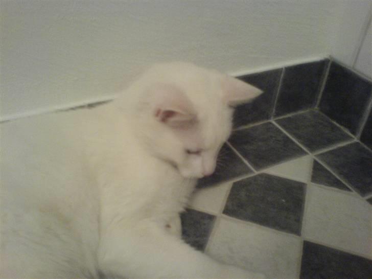 Blanding af racer Amanda <3 - hva ser hun dog? xD billede 8