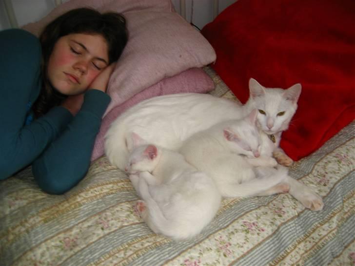 Blanding af racer Amanda <3 - ik kik på mig.. amanda er den store kat og så er savannah og simba de små (: elsker de katte altså! :D billede 9