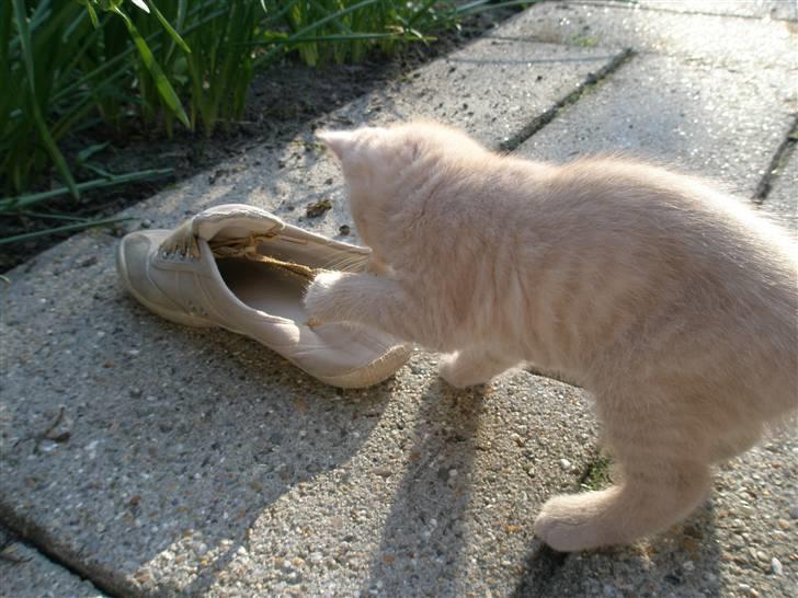 Blanding af racer Ronni billede 6