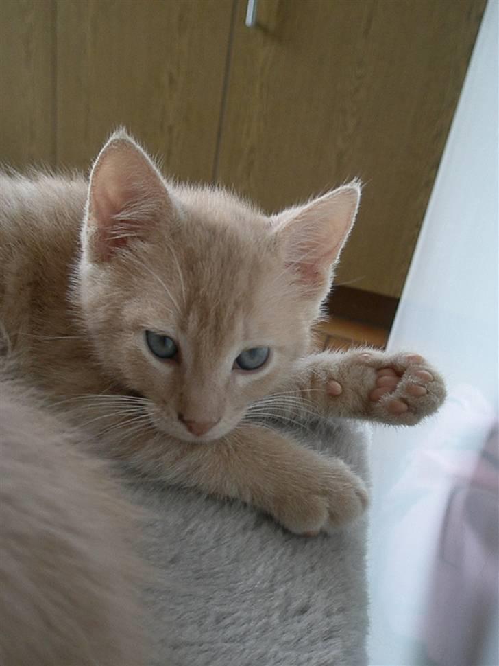 Blanding af racer Ronni billede 7