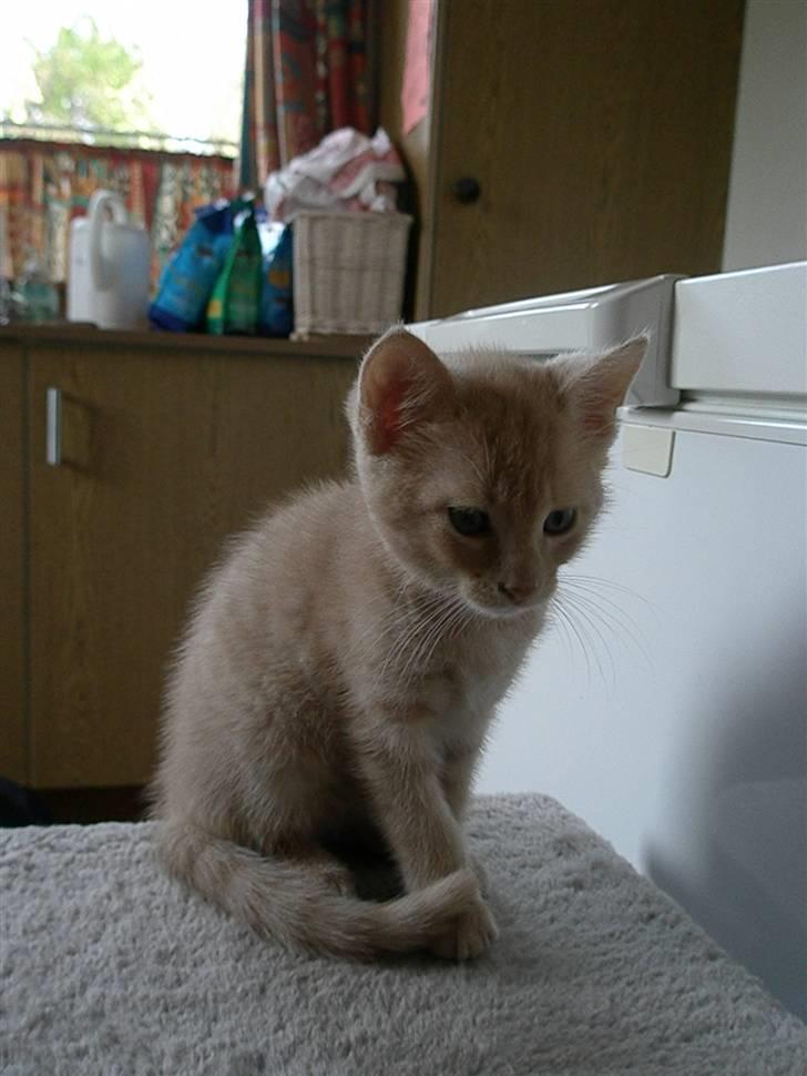 Blanding af racer Ronni billede 8