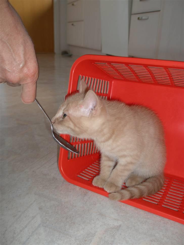 Blanding af racer Ronni billede 9