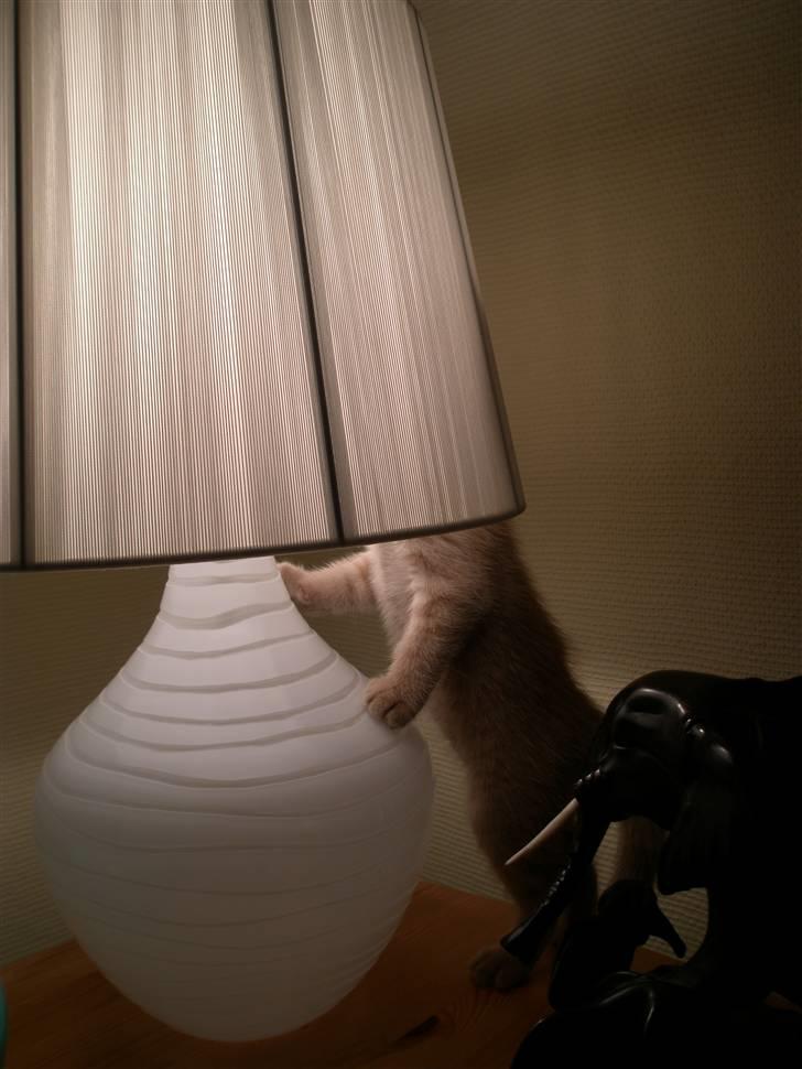 Blanding af racer Ronni billede 10