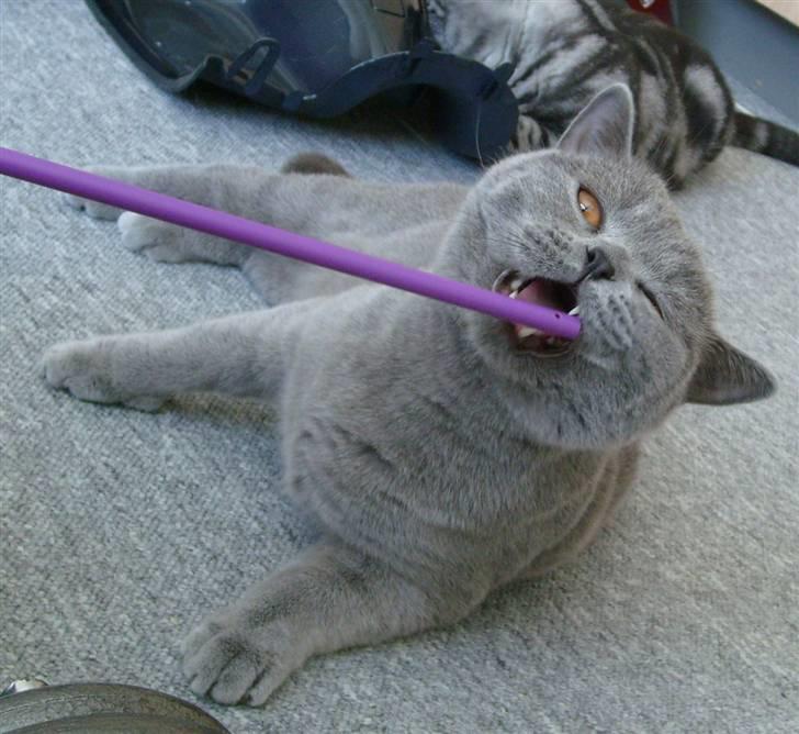 British Shorthair Wiki's Alfred billede 1