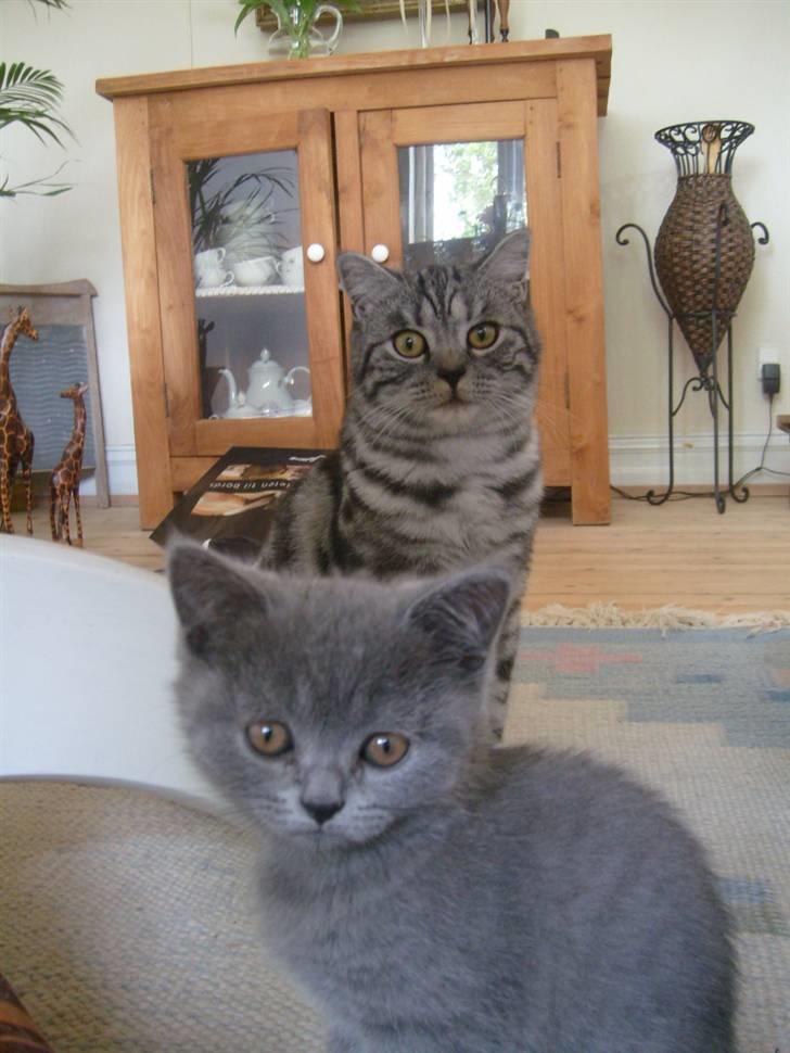 British Shorthair Wiki's Alfred billede 2