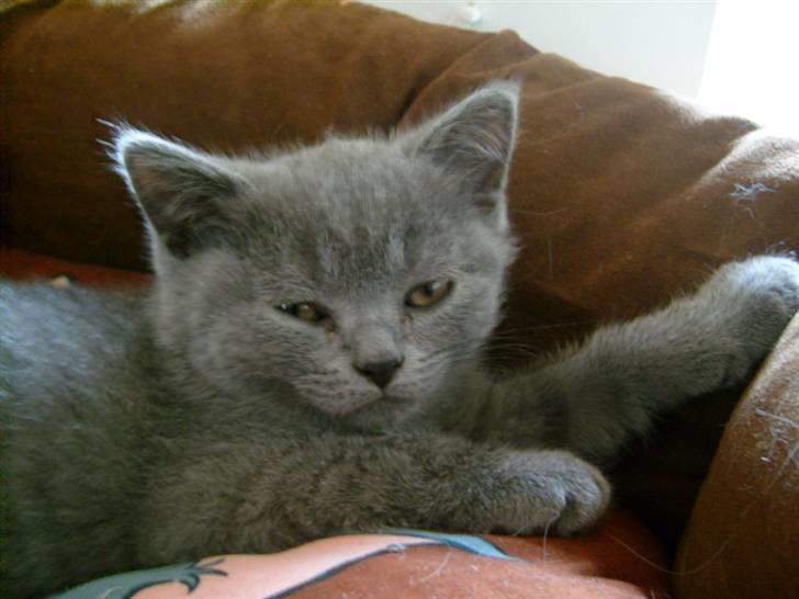 British Shorthair Wiki's Alfred billede 3