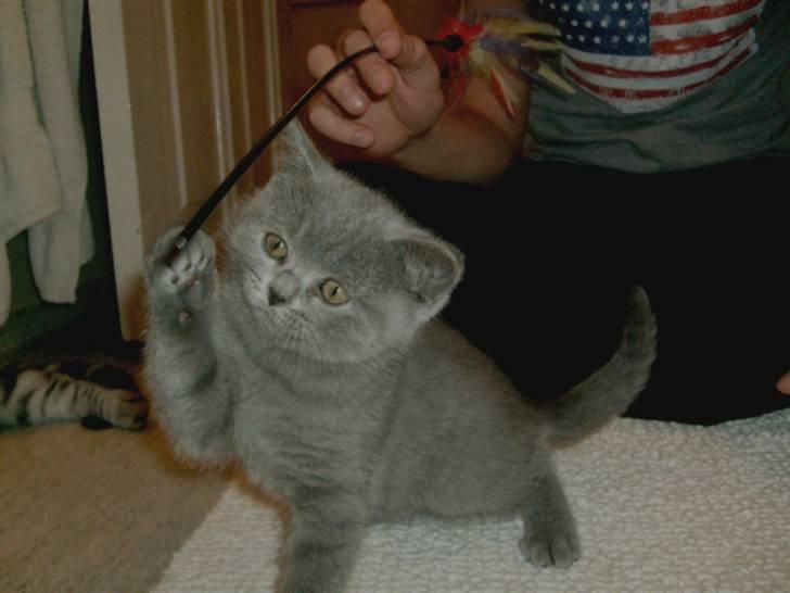 British Shorthair Wiki's Alfred billede 4