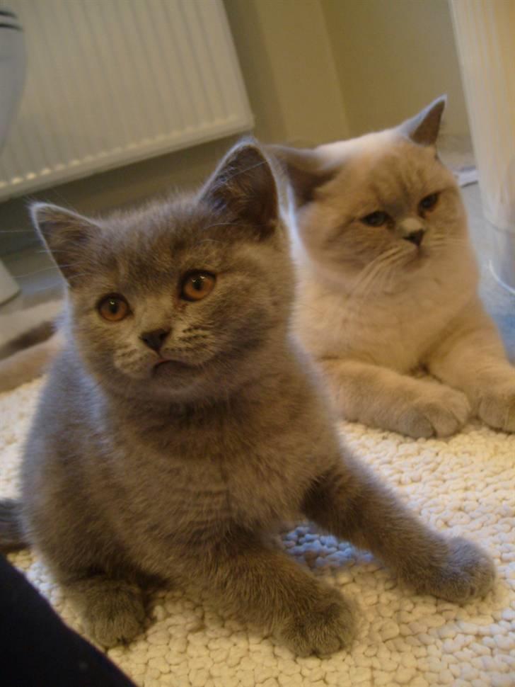 British Shorthair Wiki's Alfred billede 5
