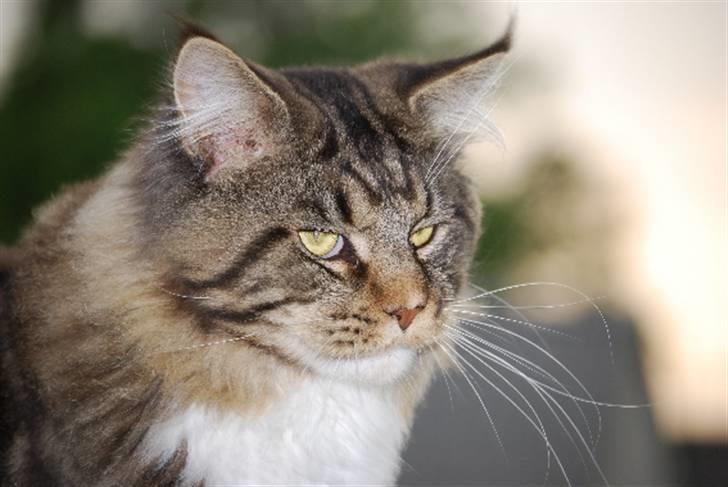 Maine Coon Sirius billede 7