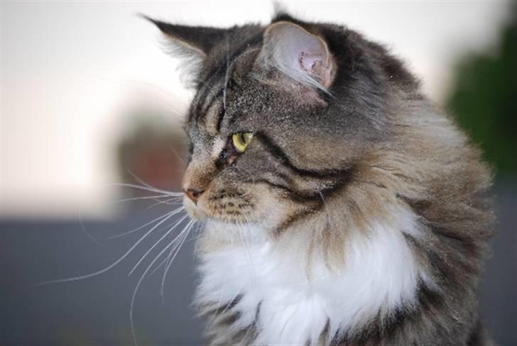 Maine Coon Sirius billede 8