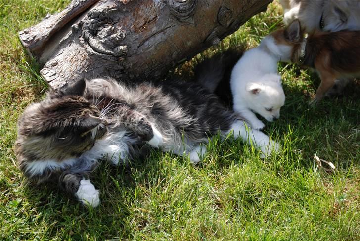 Maine Coon Sirius - Sirius sammen med Hope lille Chihuahua på 800 gram billede 9