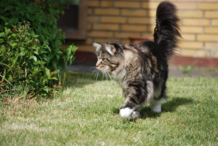 Maine Coon Sirius billede 10