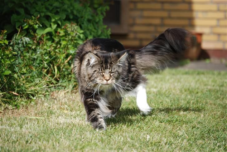 Maine Coon Sirius billede 11