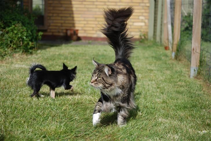 Maine Coon Sirius - Sirius på 8,5 kg og Zafira på 1,6 kg billede 12