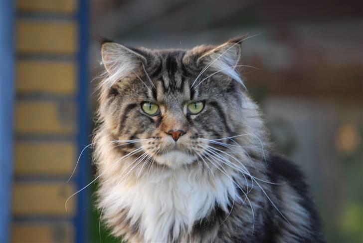 Maine Coon Sirius billede 14