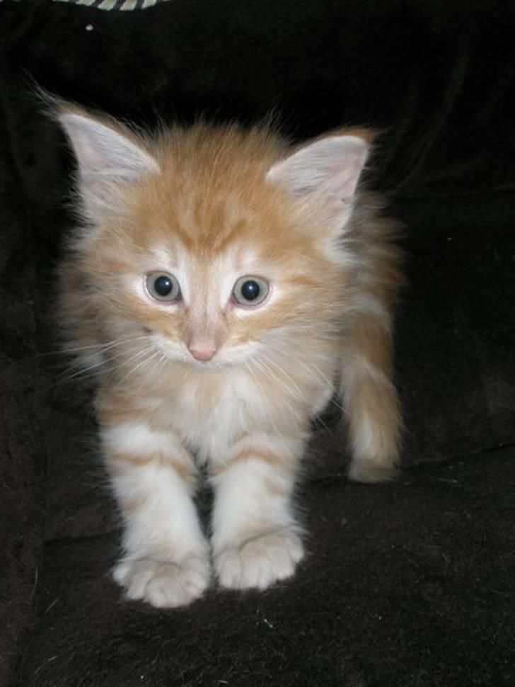 Norsk Skovkat Viktor billede 2