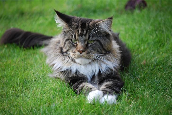 Maine Coon Sirius billede 16