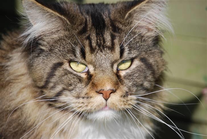 Maine Coon Sirius billede 17