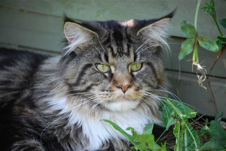 Maine Coon Sirius billede 18