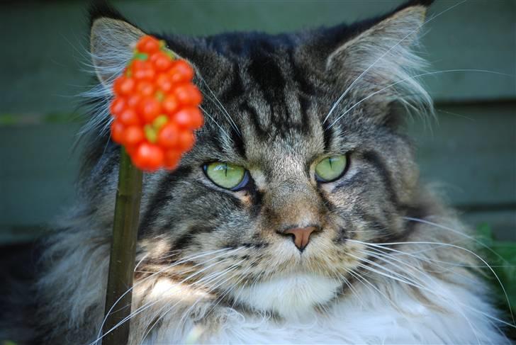 Maine Coon Sirius billede 19