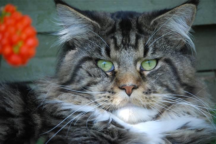 Maine Coon Sirius billede 20