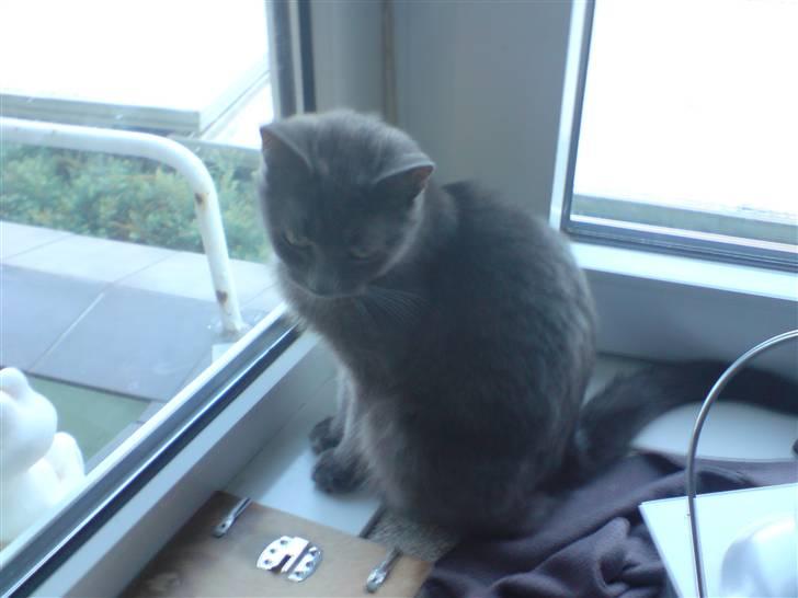 Huskat Lille My Solgt - Lille My der sidder på sit ynglings sted billede 1