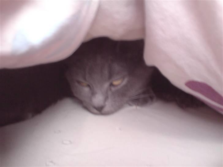 Huskat Lille My Solgt - Fandt hende lige under dynen hvor hun tit putter sig billede 2