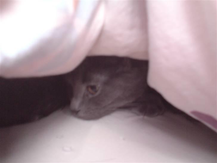 Huskat Lille My Solgt billede 3