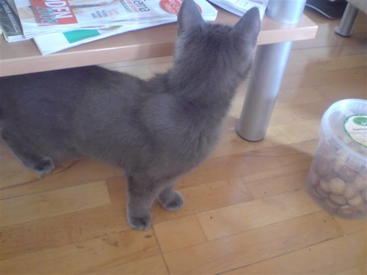 Huskat Lille My Solgt billede 4