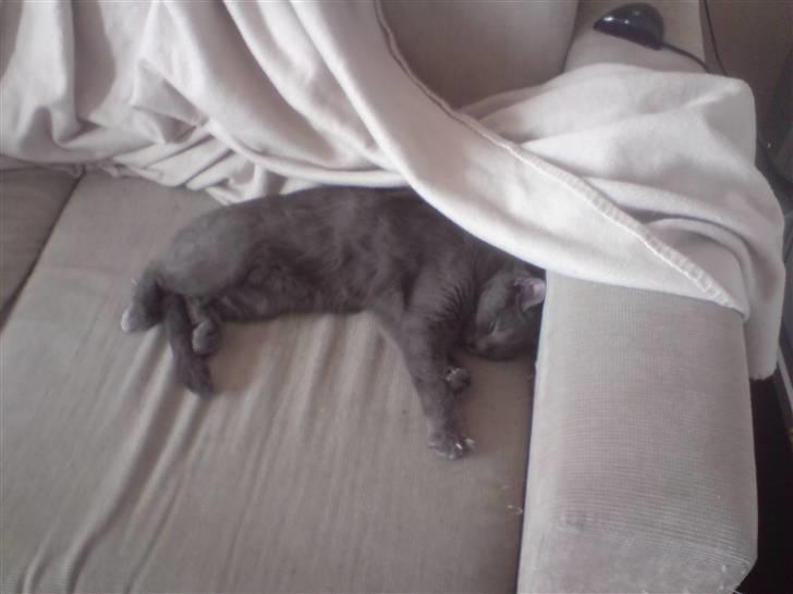 Huskat Lille My Solgt billede 5