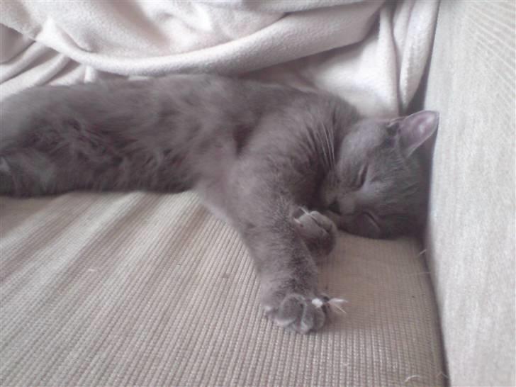 Huskat Lille My Solgt - Det kan være trættende og være killing engang imellem hehe billede 6