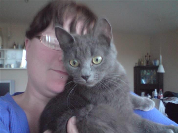 Huskat Lille My Solgt - er hun lige oppe og hænge som hun kan lide  billede 7