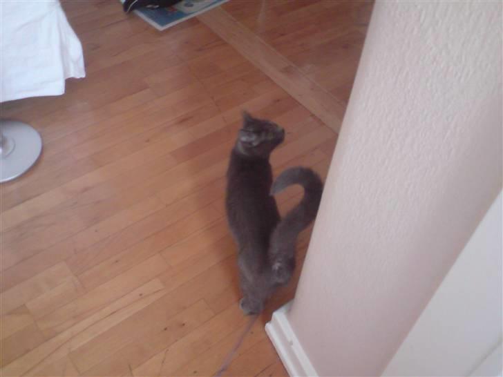 Huskat Lille My Solgt billede 9