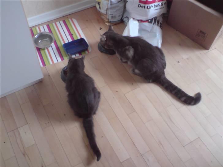 Huskat Lille My Solgt - Hun ser så lille ud i forhold til vores den store kat billede 10