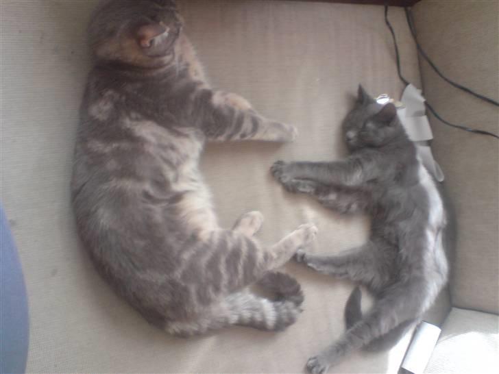 Huskat Lille My Solgt billede 11