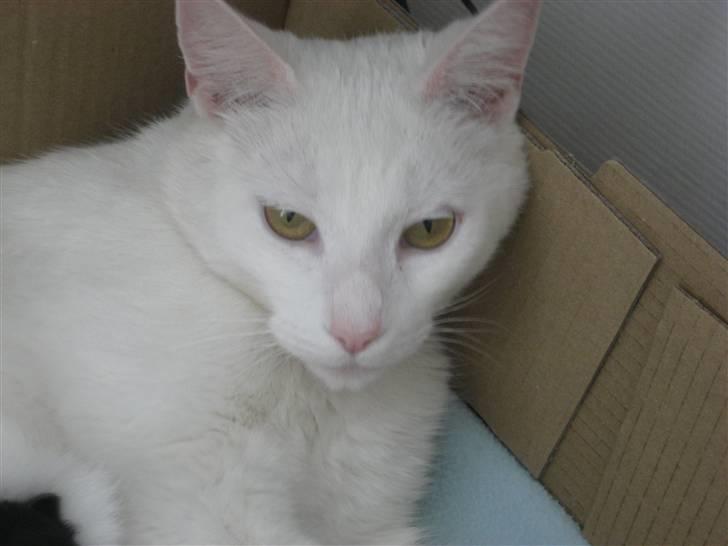 Blanding af racer Amanda <3 billede 10