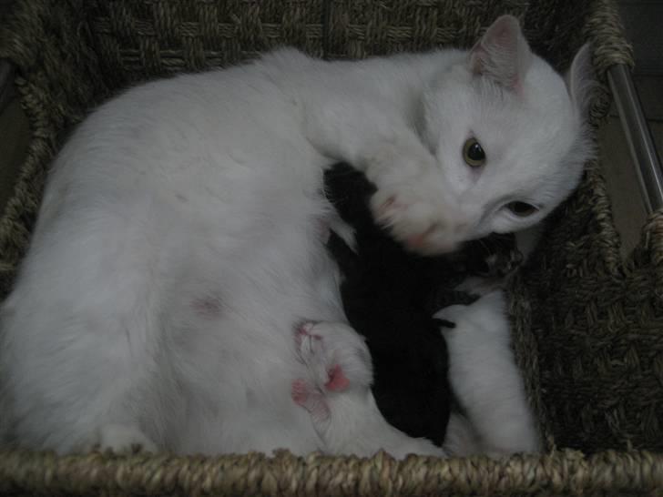 Blanding af racer Amanda <3 - med de små killinger :D<3 billede 11