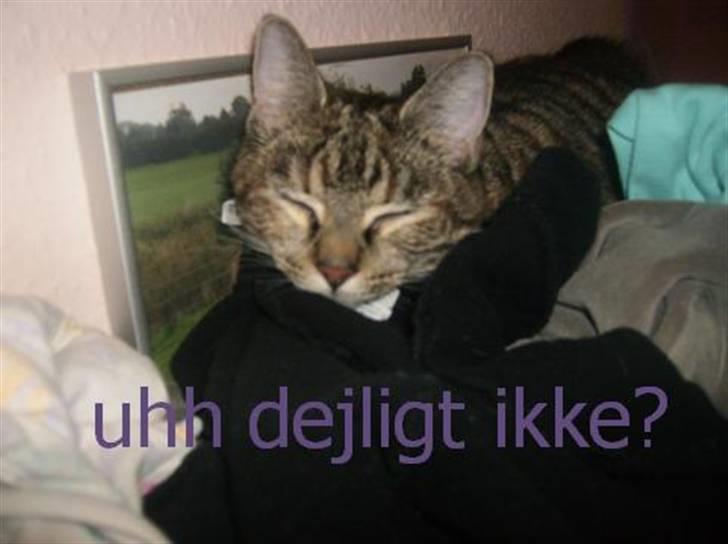 Huskat Luna - er jeg ikke dejlig?:) billede 6