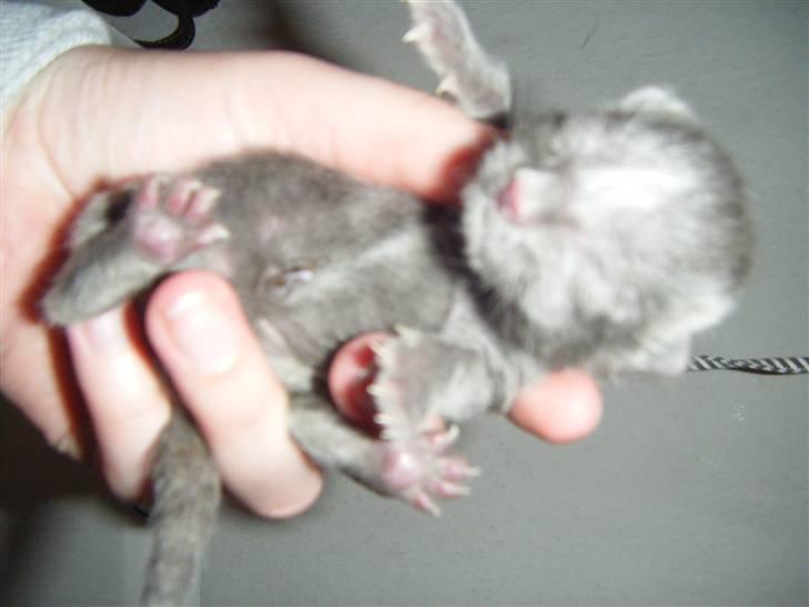 Blanding af racer Fie billede 1