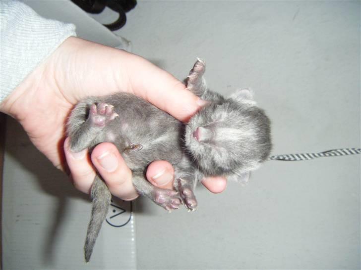 Blanding af racer Fie billede 2