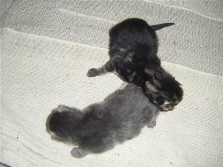 Blanding af racer Fie billede 3