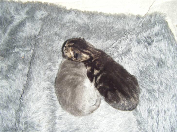 Blanding af racer Fie billede 4