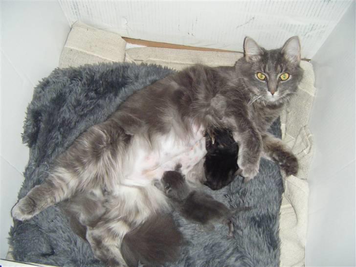 Blanding af racer Fie billede 5