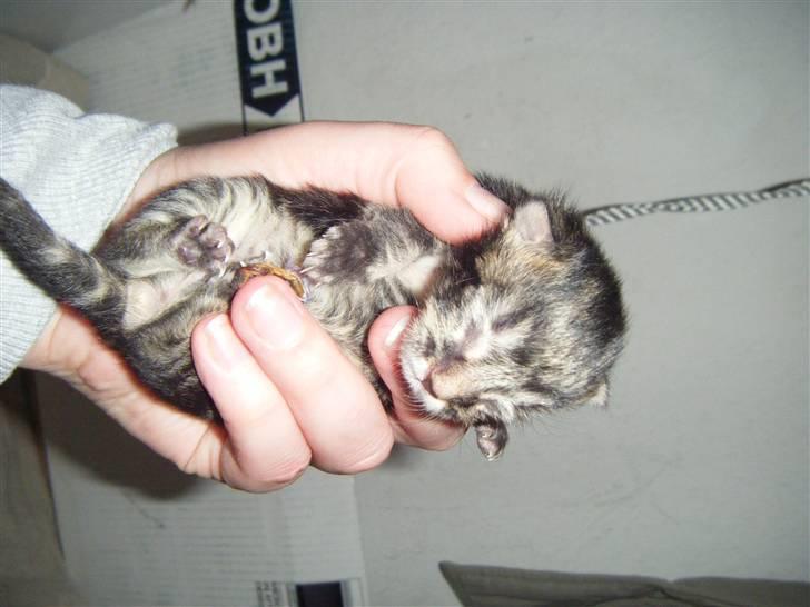 Blanding af racer Fister billede 1