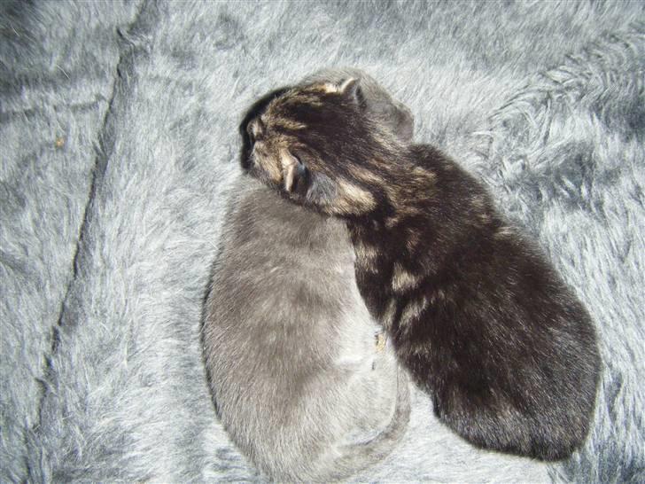 Blanding af racer Fister billede 4